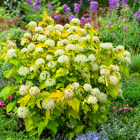 Фото Пузыреплодник Дартс Голд