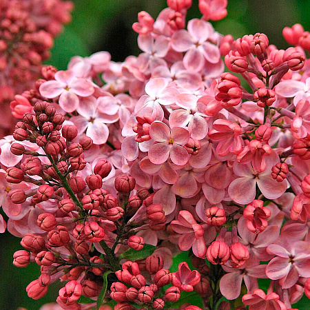 Фото Сирень обыкновенная Мулатка