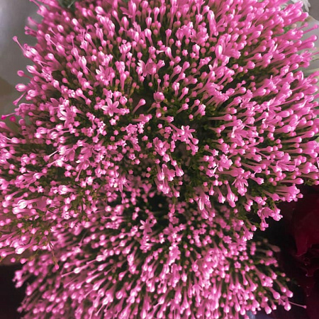 Фото Трахелиум Лесное озеро Розовый