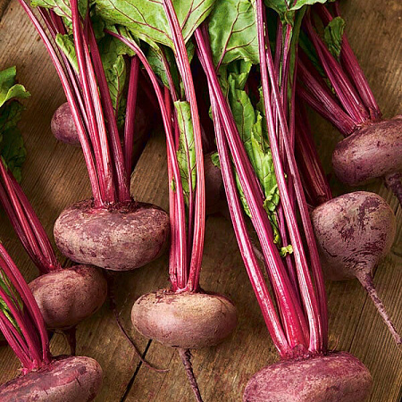 Фото Свёкла Египетская плоская