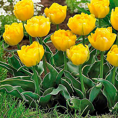 Тюльпан махровый ранний Калимеро