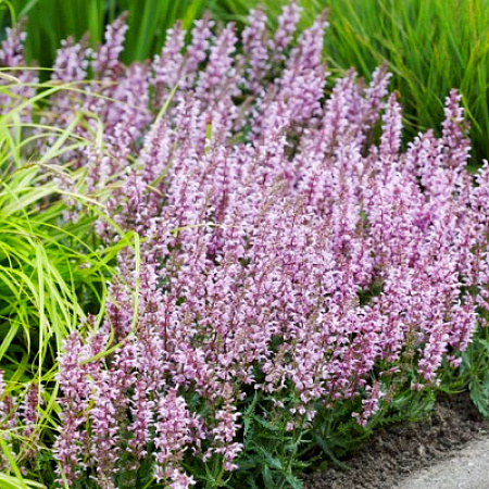 Фото Шалфей дубравный Федерс Фламинго