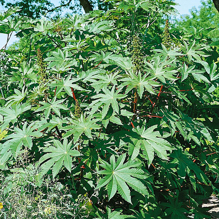 Фото Клещевина Изумрудный остров