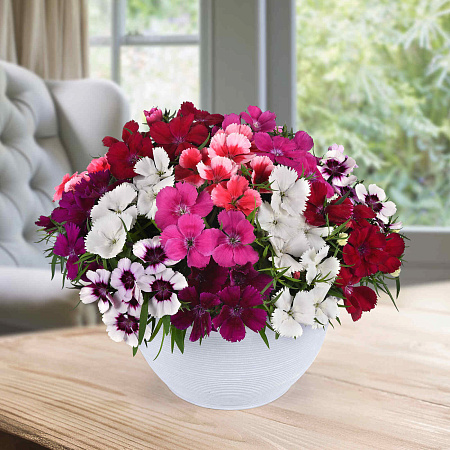 Фото Гвоздика китайская Коронет Цветной набор