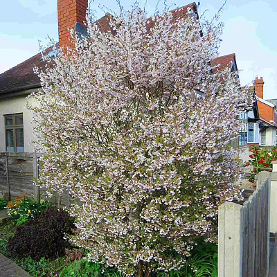 Сакура Койо-Но-Май