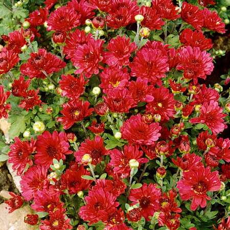 Фото Хризантема Рубиновая звезда