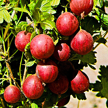 Фото Крыжовник Редева