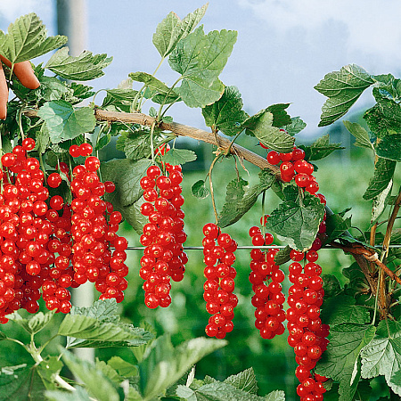 Фото Смородина Ранняя сладкая