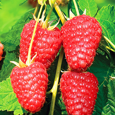 Фото Малина ремонтантная Амира