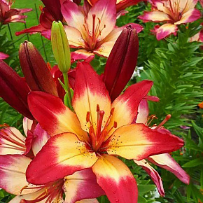 Лилия азиатская Хатстрингс