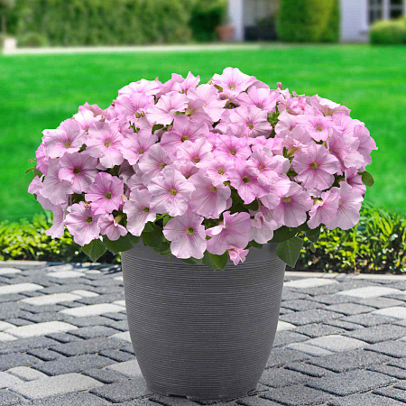 Фото Петуния ампельная Изи Вэйф Пинк Перл