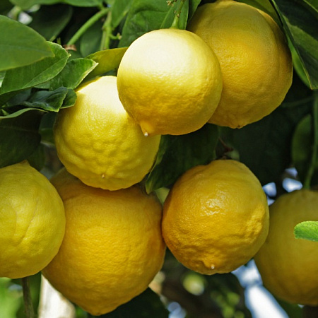 Фото Набор лимонов: Юбилейный, Мейер, Ташкентский