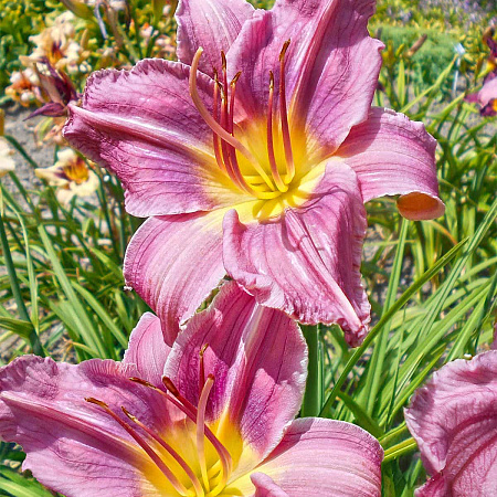 Фото Лилейник Блю айз