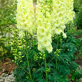 Дельфиниум Йеллоу Перл