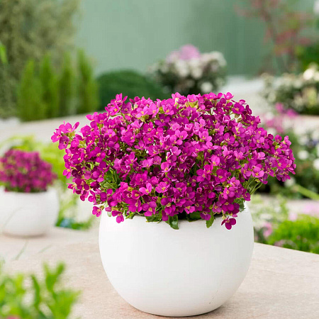 Фото Арабис кавказский Компинки