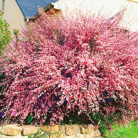 Фото Ракитник Голландия