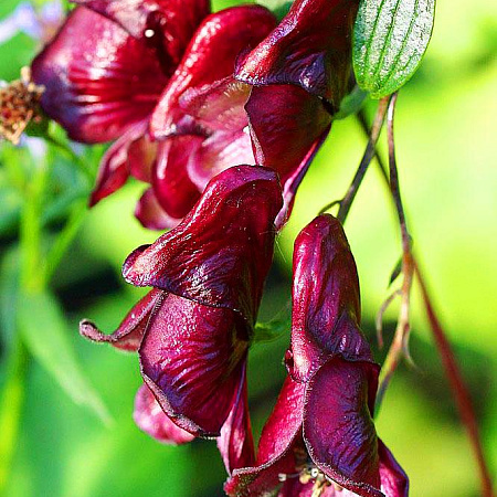 Фото Аконит Красное вино