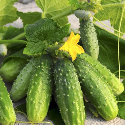Огурец Барвина