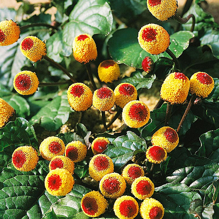 Фото Спилантес