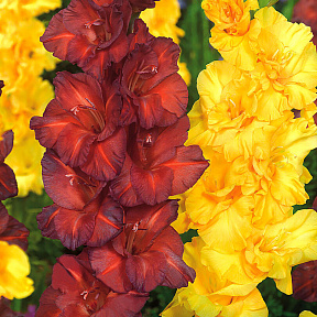 Гладиолус набор Лимон в шоколаде