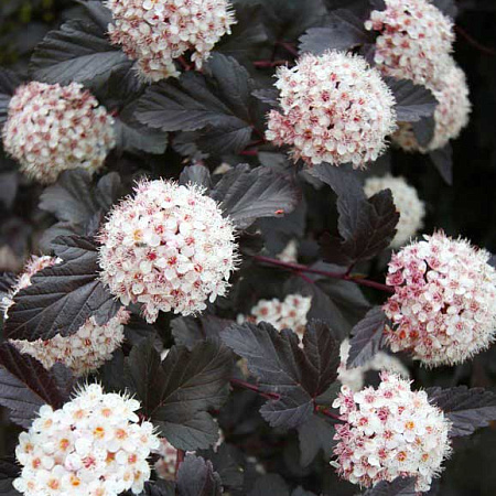 Фото Пузыреплодник Ред Барон