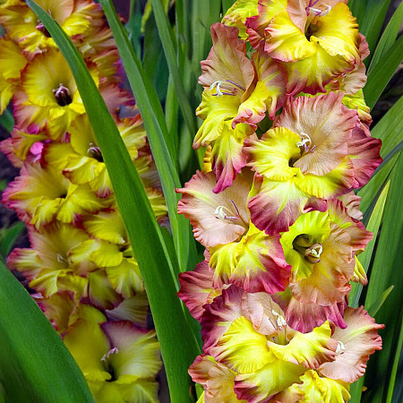 Фото Гладиолус Конка Верде