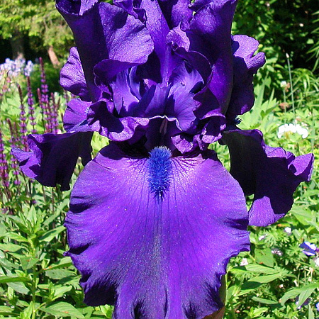 Фото Ирис бородатый Сумерки