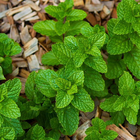 Фото Мята клубничная