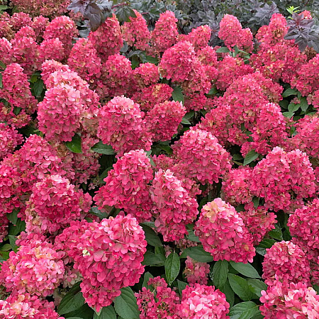 Фото Гортензия метельчатая Бонфайер