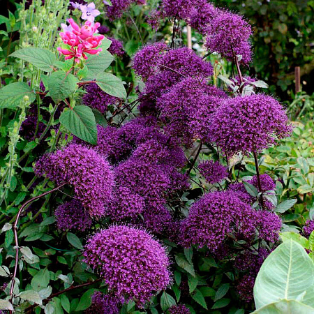 Фото Трахелиум Лесное озеро Фиолетовый