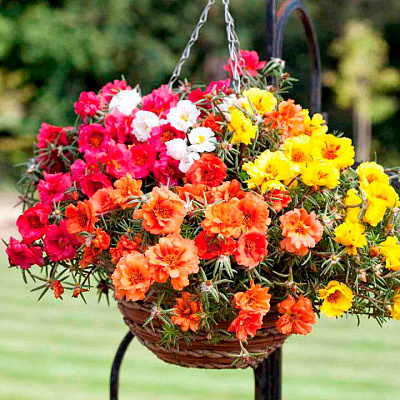 Портулак Махровый Яркий набор