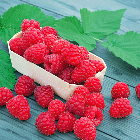 Фото Малина Награда