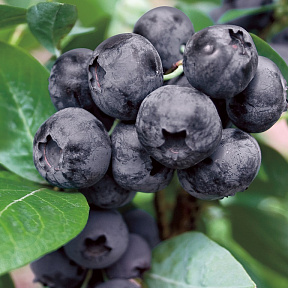 Голубика Эмиль