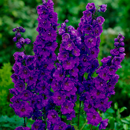 Фото Дельфиниум Чёрный король