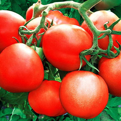 Помидор Зенит F1