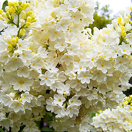 Фото Сирень обыкновенная Рочестер