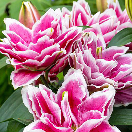 Фото Лилия восточная махровая Фабьен