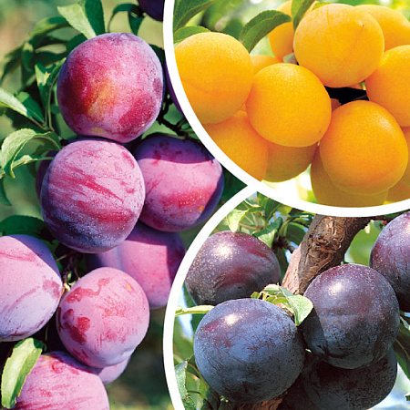 Фото Слива комплект №2:Степная синяя,Шатер,Подарок Санкт-петербургу