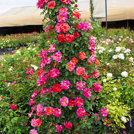 Фото Роза флорибунда Эдгар Дега