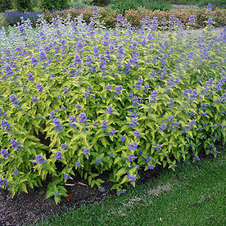 Фото Кариоптерис кладонский Вустер голд