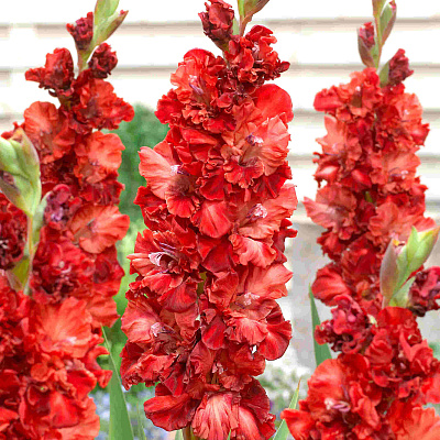 Гладиолус Омск