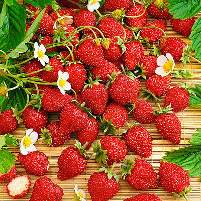 Земляника ремонтантная Али-Баба F1