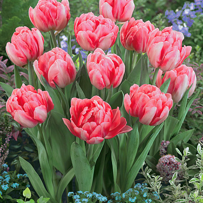 Тюльпан Фокстрот