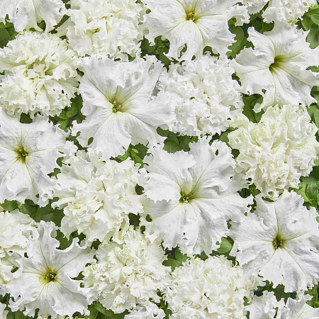 Фото Петуния Белая махровая чудо