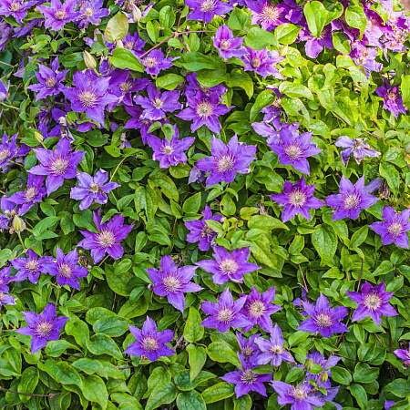 Фото Клематис цельнолистный Арабелла