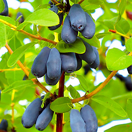 Фото Жимолость Ленита