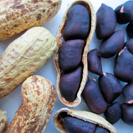 Фото Арахис чёрный