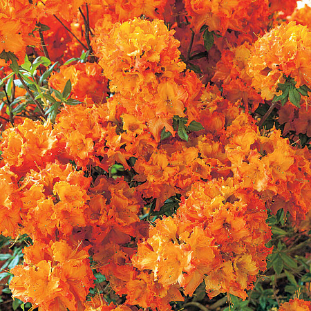 Фото Азалия Гибралтар