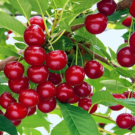 Фото Вишня Ашинская