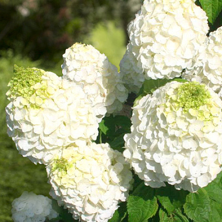 Фото Гортензия метельчатая Мэджикал монблан